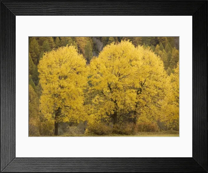 Framed Print : Aspens, in autumn colour Framed Print : Aspens, in autumn colour