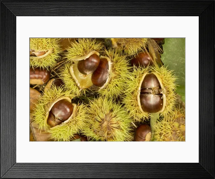 Framed Print : Fallen sweet chesnuts Framed Print : Fallen sweet chesnuts