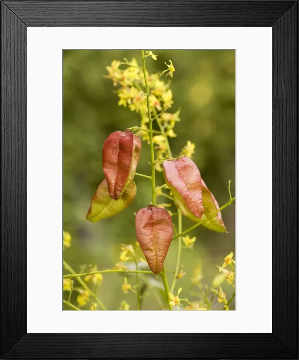 Framed Print : Golden rain tree or Pride-of-India: flowers and fruits Framed Print : Golden rain tree or Pride-of-India: flowers and fruits