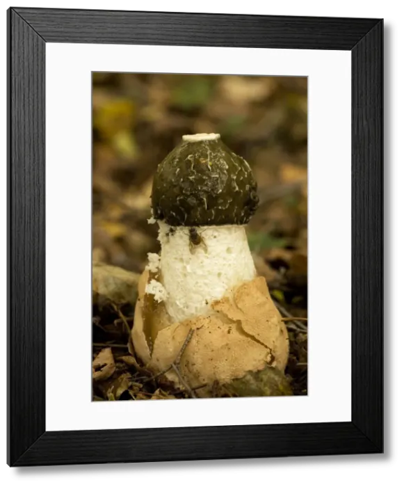 Framed Print : Stinkhorn fungus, young stage. New Forest Framed Print : Stinkhorn fungus, young stage. New Forest
