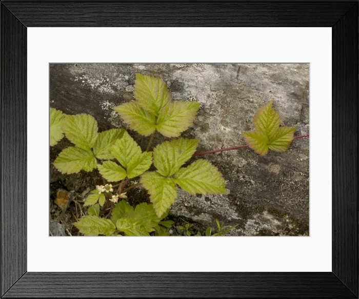 Framed Print : Stone bramble (Rubus saxatilis) Framed Print : Stone bramble (Rubus saxatilis)