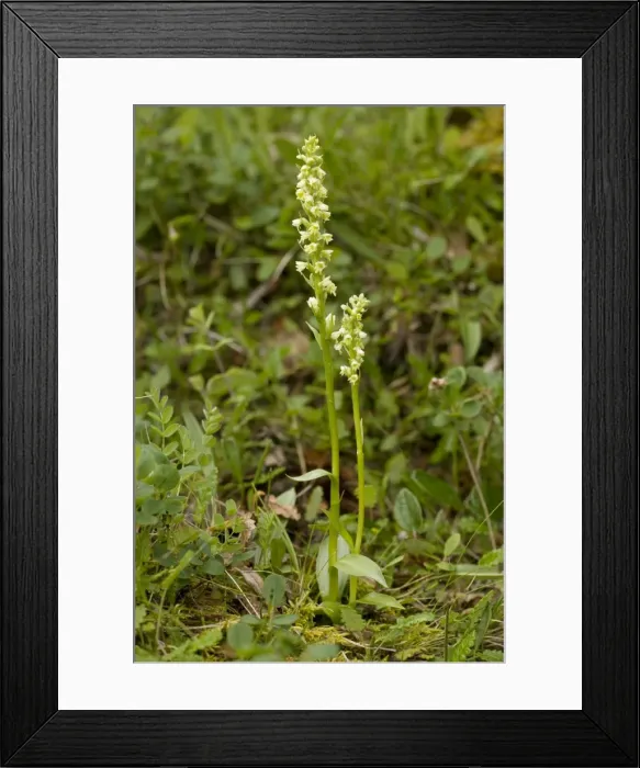 Framed Print : Small white orchid (Pseudorchis albida = Leucorchis albida). Scotland Framed Print : Small white orchid (Pseudorchis albida = Leucorchis albida). Scotland