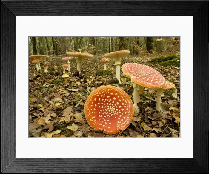 Framed Print : Fly agaric. Used as a hallucinogen, and as a fly-killer. Langley Wood, Wilts Framed Print : Fly agaric. Used as a hallucinogen, and as a fly-killer. Langley Wood, Wilts