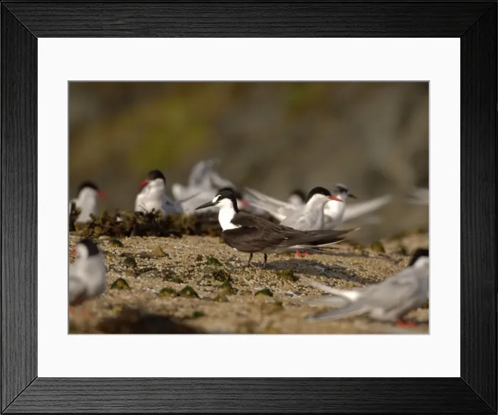 Framed Print : Sooty Tern - stood with Arctic Terns - Wales - July Framed Print : Sooty Tern - stood with Arctic Terns - Wales - July