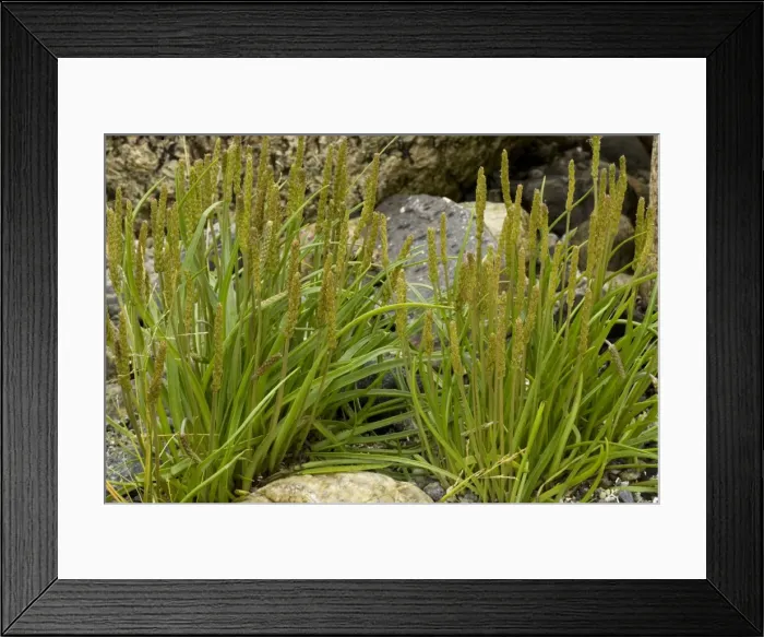 Framed Print : Sea plantain Framed Print : Sea plantain