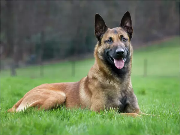 Malinois  /  Belgian Shepherd Dog