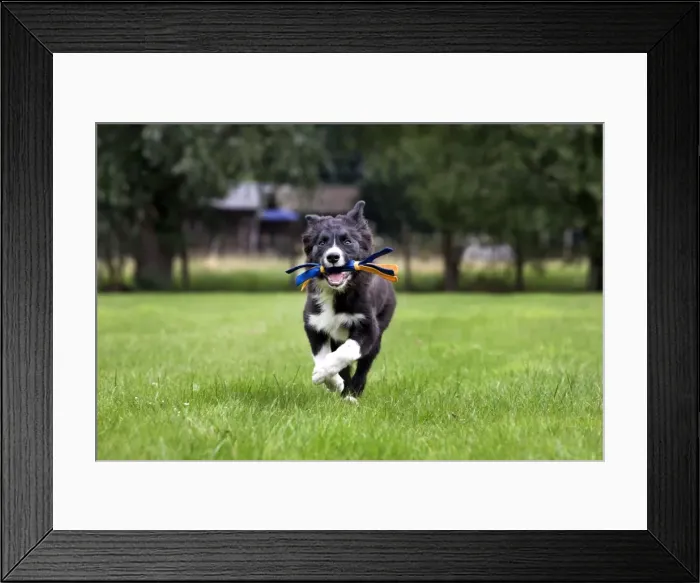 Framed Print : Dog - Border Collie - puppy running with toy in mouth Framed Print : Dog - Border Collie - puppy running with toy in mouth