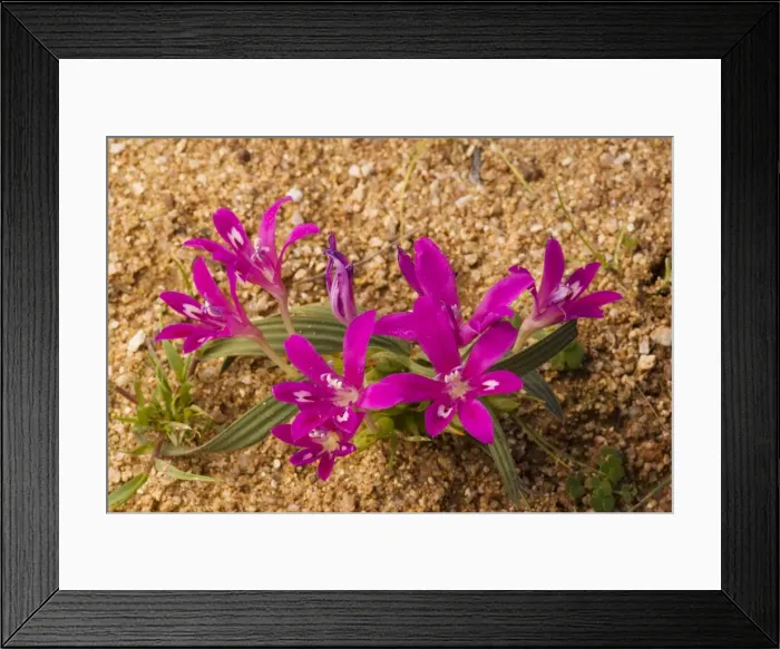 Framed Print : Babiana curviscapa, in its pink-Cerise form. Iris-relative. Namaqualand, Northern Cape, South Africa Framed Print : Babiana curviscapa, in its pink-Cerise form. Iris-relative. Namaqualand, Northern Cape, South Africa