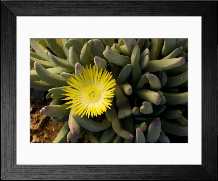 Framed Print : A Namaqualand mesemb, Cheiridopsis denticulata. South Africa Framed Print : A Namaqualand mesemb, Cheiridopsis denticulata. South Africa