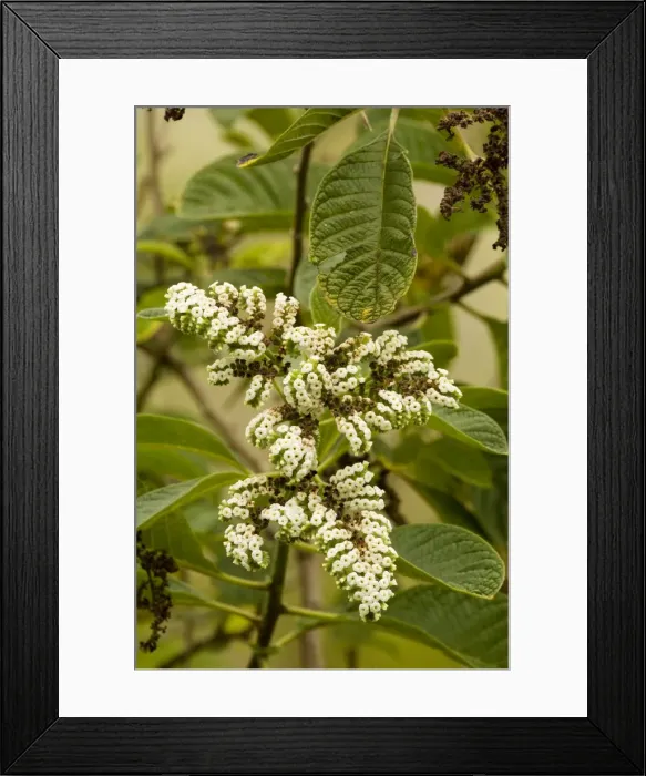 Framed Print : Red-haired Tournefortia (Tournefortia rufo-sericea), endemic, Santa Cruz, Galapagos Framed Print : Red-haired Tournefortia (Tournefortia rufo-sericea), endemic, Santa Cruz, Galapagos