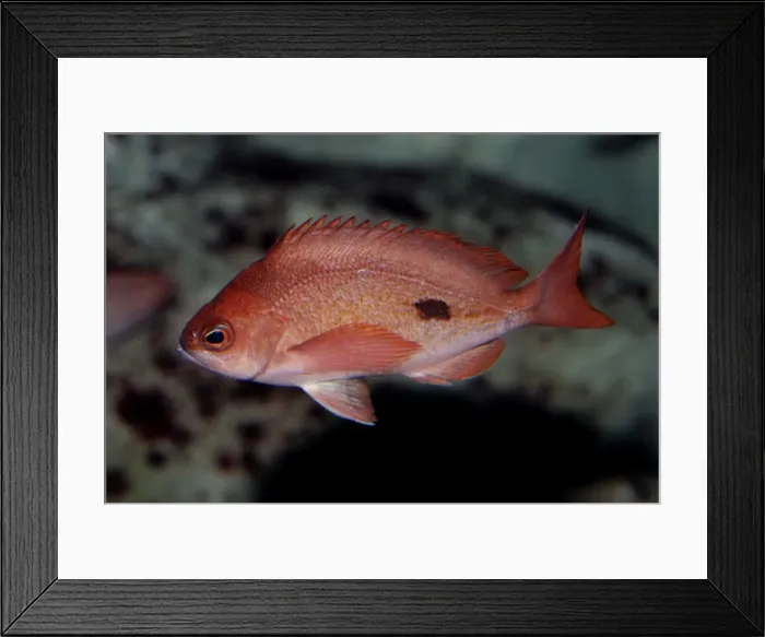 Framed Print : Butterfly Perch. Eastern Indian Ocean, South West Pacific Framed Print : Butterfly Perch. Eastern Indian Ocean, South West Pacific