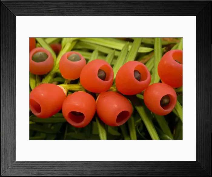 Framed Print : Yew tree in autumn, with ripe berries