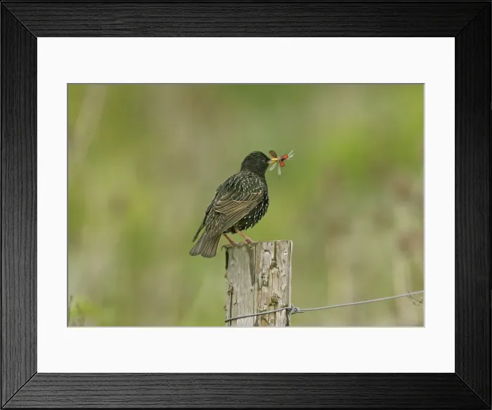 Framed Print : Starling - adult with food for young consisting of Cinnabar moth and two Common Blue Damselflies Framed Print : Starling - adult with food for young consisting of Cinnabar moth and two Common Blue Damselflies