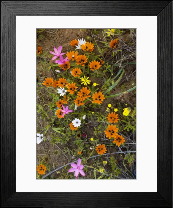 Framed Print : Beetle daisy (Gorteria diffusa ssp. diffusa) and other flowers on Renosterveld (a shrubby vegetation type rich in bulbs), near Nieuwoudtville, Cape, South Africa Framed Print : Beetle daisy (Gorteria diffusa ssp. diffusa) and other flowers on Renosterveld (a shrubby vegetation type rich in bulbs), near Nieuwoudtville, Cape, South Africa