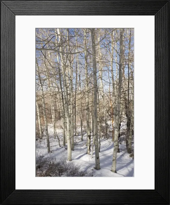 Framed Print : Aspen Forest (Populus tremuloides) in winter at 2500-3000m in the Sal Mountains National Forest, Utah, USA Framed Print : Aspen Forest (Populus tremuloides) in winter at 2500-3000m in the Sal Mountains National Forest, Utah, USA