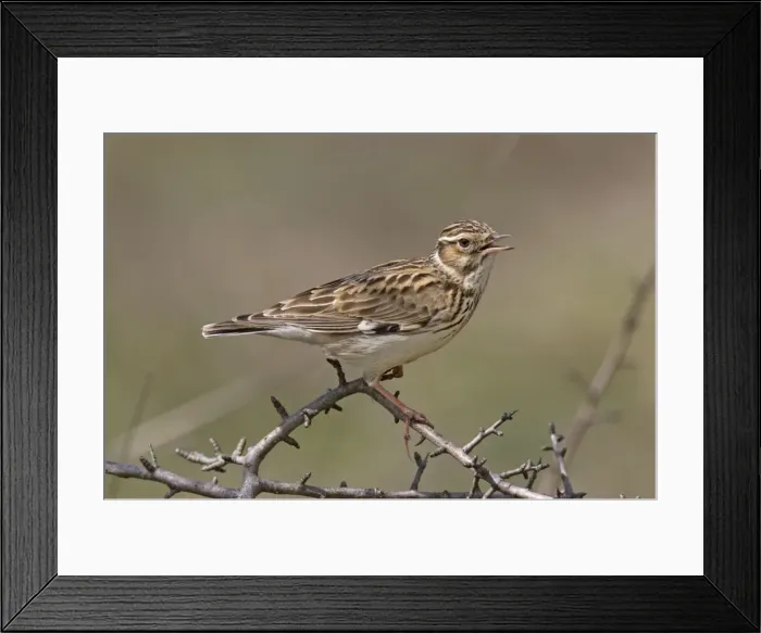 Framed Print : Woodlark. RD-182. Woodlark. Lullula arborea Framed Print : Woodlark. RD-182. Woodlark. Lullula arborea