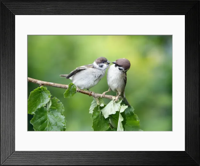 Framed Print : Tree Sparrow - fledgeling being fed by adult - Lower Saxony - Germany Framed Print : Tree Sparrow - fledgeling being fed by adult - Lower Saxony - Germany