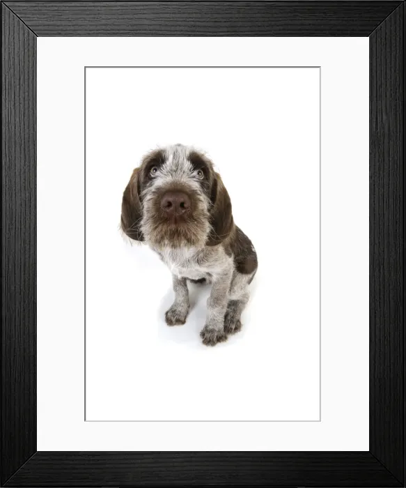 Framed Print : DOG. Spinone puppy sitting down Framed Print : DOG. Spinone puppy sitting down