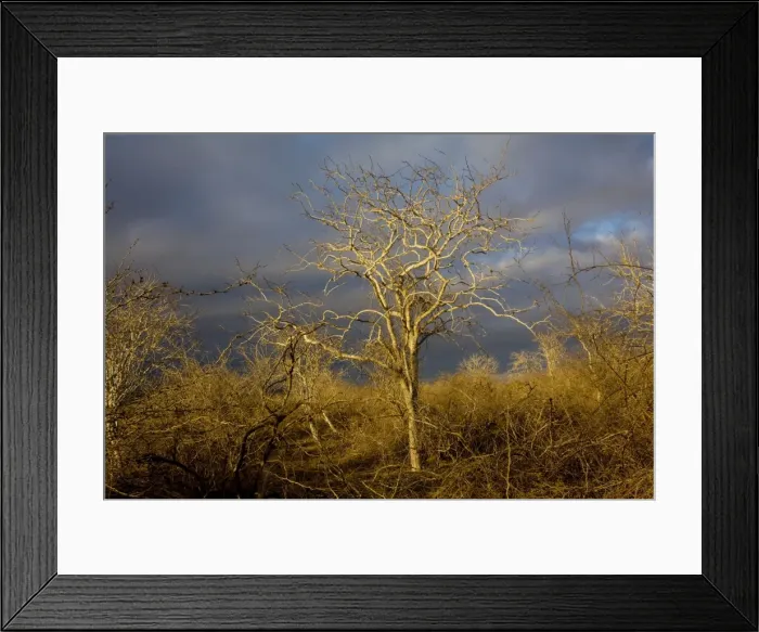 Framed Print : Palo Santo forest (Bursera graveolens) on Floreana, Galapagos Framed Print : Palo Santo forest (Bursera graveolens) on Floreana, Galapagos