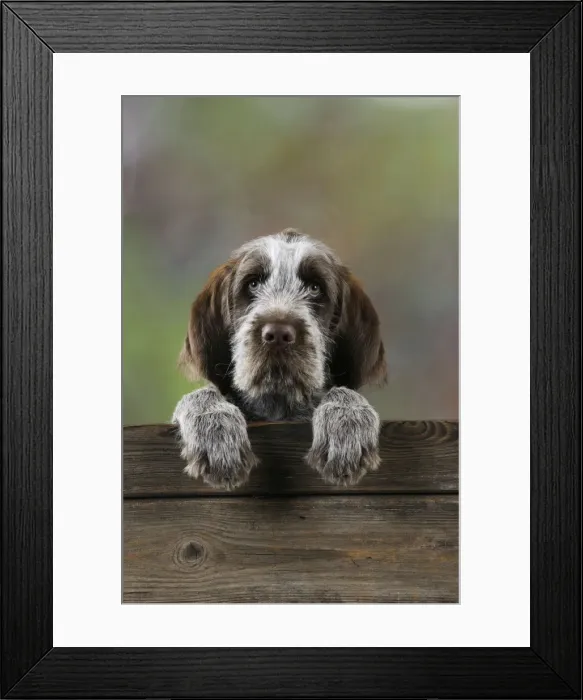 Framed Print : DOG. Spinone puppy looking over fence