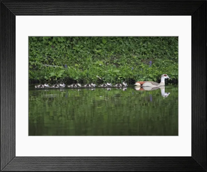 Framed Print : Egyptian Goose - adult with goslings on lake - Hessen - Germany Framed Print : Egyptian Goose - adult with goslings on lake - Hessen - Germany