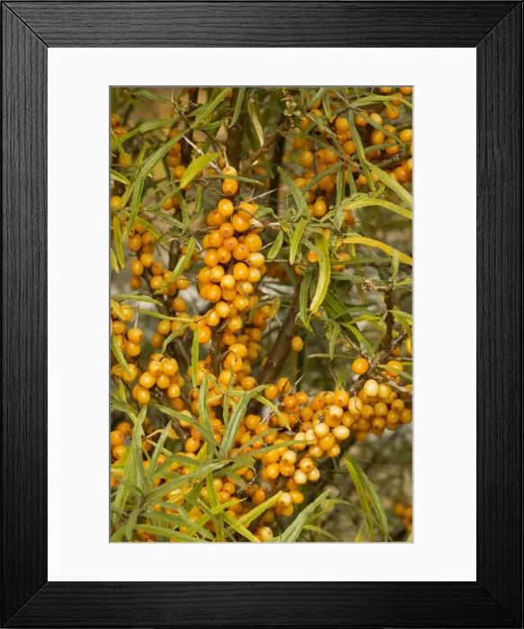 Framed Print : Sea buckthorn, in fruit; autumn Framed Print : Sea buckthorn, in fruit; autumn