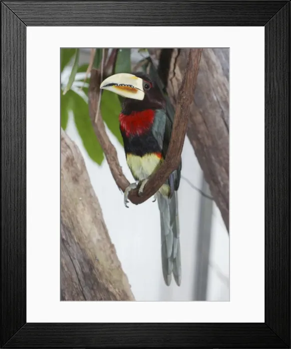 Framed Print : Ivory-billed Aracari - forests of North Western South America
