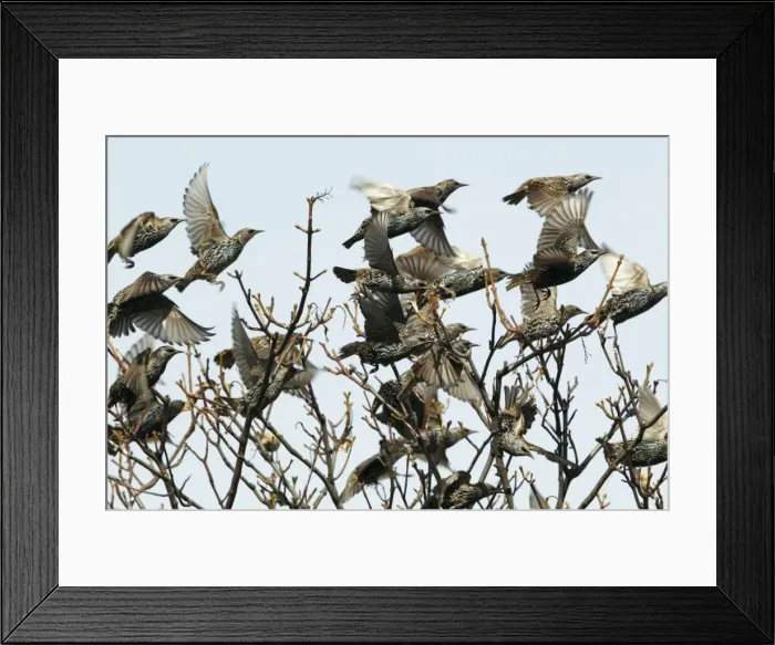 Framed Print : Common Starling - flock in flight taking off from treetop - Northumberland - England Framed Print : Common Starling - flock in flight taking off from treetop - Northumberland - England