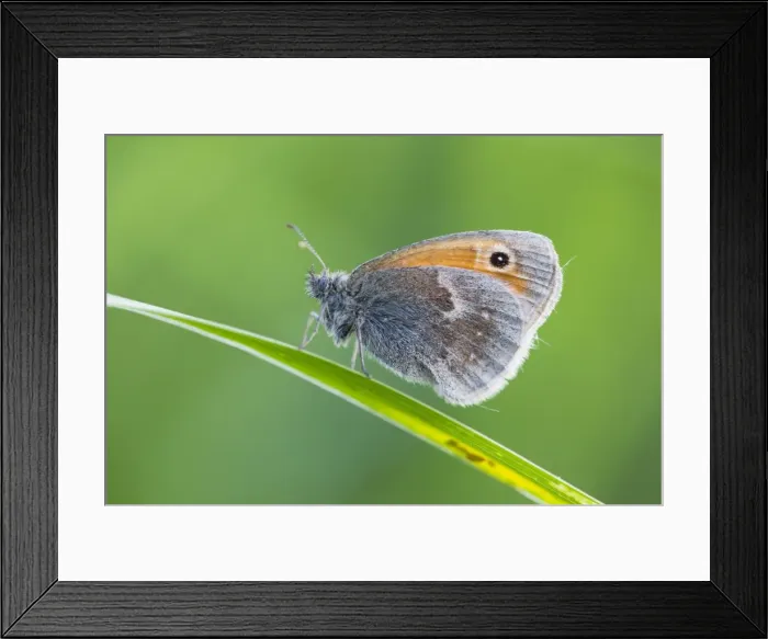 Framed Print : Small Heath Butterfly - resting on grass stalk - Lower Saxony - Germany Framed Print : Small Heath Butterfly - resting on grass stalk - Lower Saxony - Germany