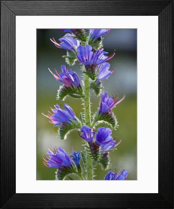 Framed Print : Viper's Bugloss (Echium vulgare) in flower. Common plant of roadsides and grasslands. Slovenia