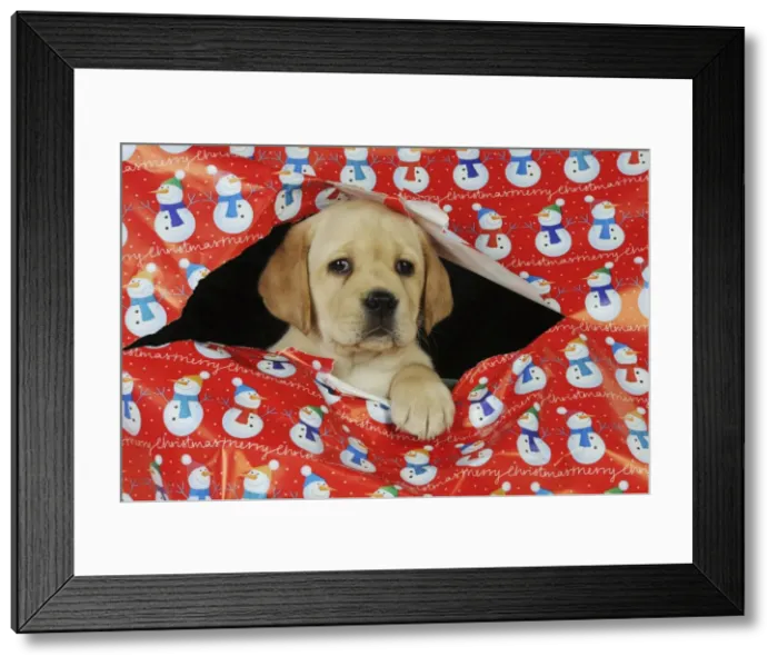 Framed Print : DOG. Yellow labrador puppy poking head through hole in christmas wrapping paper Framed Print : DOG. Yellow labrador puppy poking head through hole in christmas wrapping paper