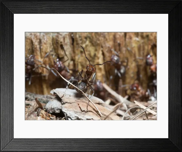 Framed Print : Wood Ant - transporting building material for nest - Lower Saxony - Germany Framed Print : Wood Ant - transporting building material for nest - Lower Saxony - Germany