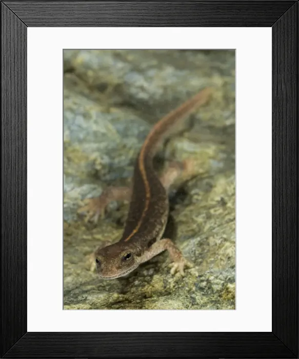 Framed Print : Corsican Brook Newt - male in the water - Corsica - France Framed Print : Corsican Brook Newt - male in the water - Corsica - France