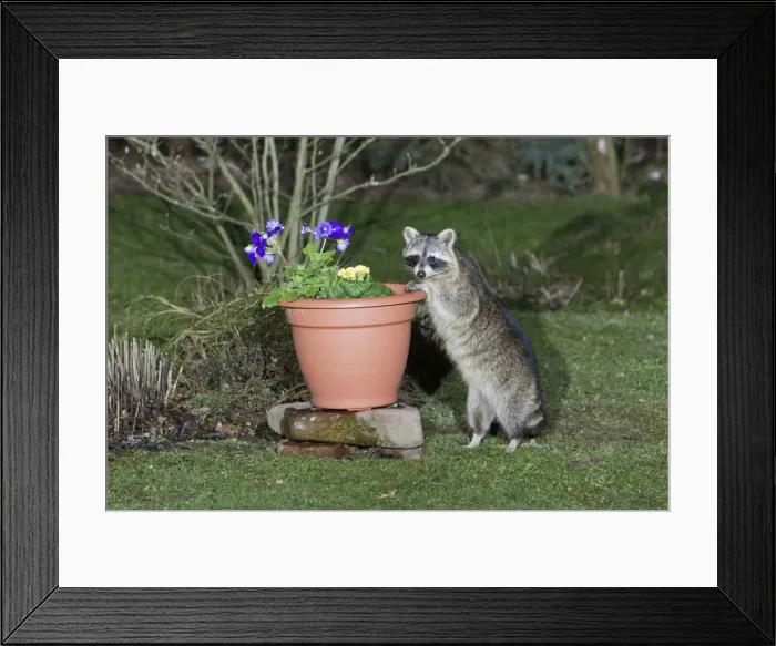 Framed Print : Raccoon - searching for food in garden plan pot - Lower Saxony - Germany Framed Print : Raccoon - searching for food in garden plan pot - Lower Saxony - Germany