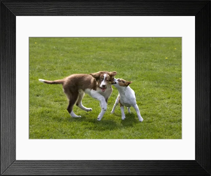 Framed Print : Dogs - Jack Russell playing with Border Collie puppy Framed Print : Dogs - Jack Russell playing with Border Collie puppy