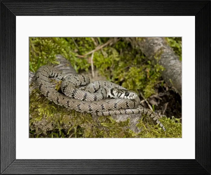Framed Print : Grass Snake - subspecies - sardo-corsican endemic - Corsica - France