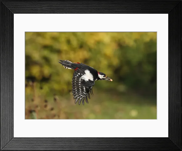 Framed Print : Great Spotted Woodpecker - in flight with peanut in beak - Northumberland - England Framed Print : Great Spotted Woodpecker - in flight with peanut in beak - Northumberland - England