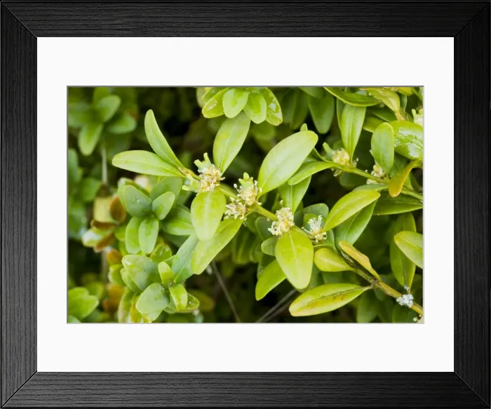 Framed Print : Box bush (Buxus sempervirens) in flower. France Framed Print : Box bush (Buxus sempervirens) in flower. France