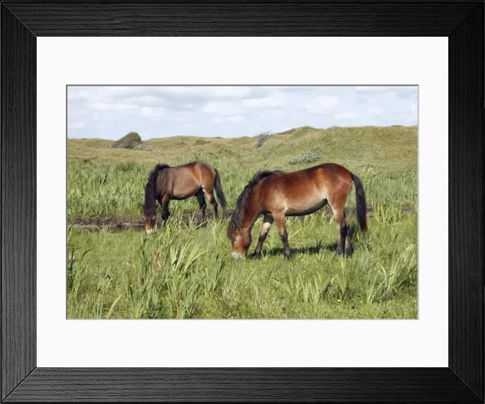 Framed Print : Exmoor Pony - 2 ponies grazing on marshland, De Bollekamer sand dune NP, Island of Texel, Holland Framed Print : Exmoor Pony - 2 ponies grazing on marshland, De Bollekamer sand dune NP, Island of Texel, Holland