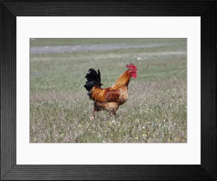 Framed Print : Cockerel - running across meadow, free range, Alentejo, Portugal Framed Print : Cockerel - running across meadow, free range, Alentejo, Portugal