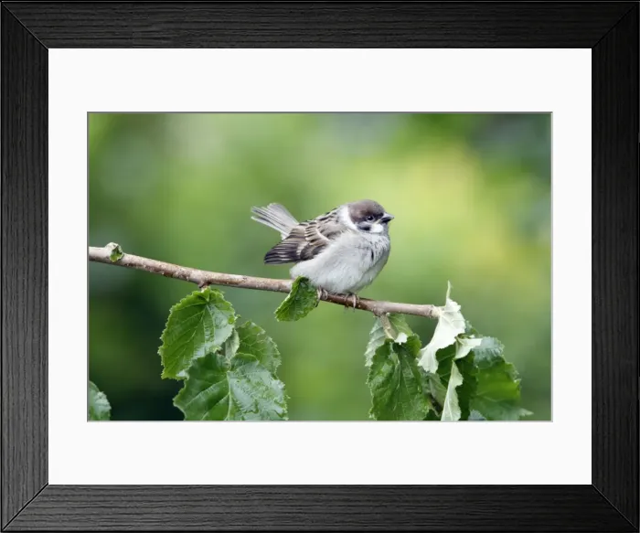Framed Print : Tree Sparrow - fledgeling perched on branch - Lower Saxony - Germany Framed Print : Tree Sparrow - fledgeling perched on branch - Lower Saxony - Germany