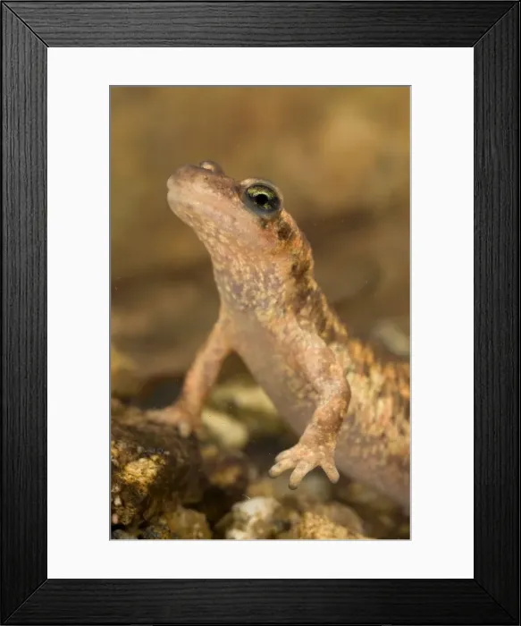Framed Print : Corsican Brook Newt - female in the water - Endemic of the Corsica Island - Corsica - France Framed Print : Corsican Brook Newt - female in the water - Endemic of the Corsica Island - Corsica - France