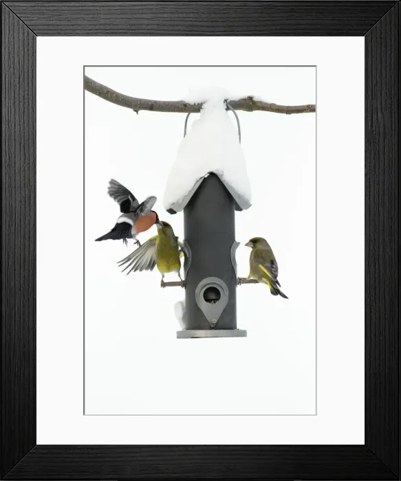 Framed Print : Greenfinch and male Bullfinch (Pyrrhula pyrrhula) - fighting at bird feeding station in garden - winter - Lower Saxony - Germany Framed Print : Greenfinch and male Bullfinch (Pyrrhula pyrrhula) - fighting at bird feeding station in garden - winter - Lower Saxony - Germany