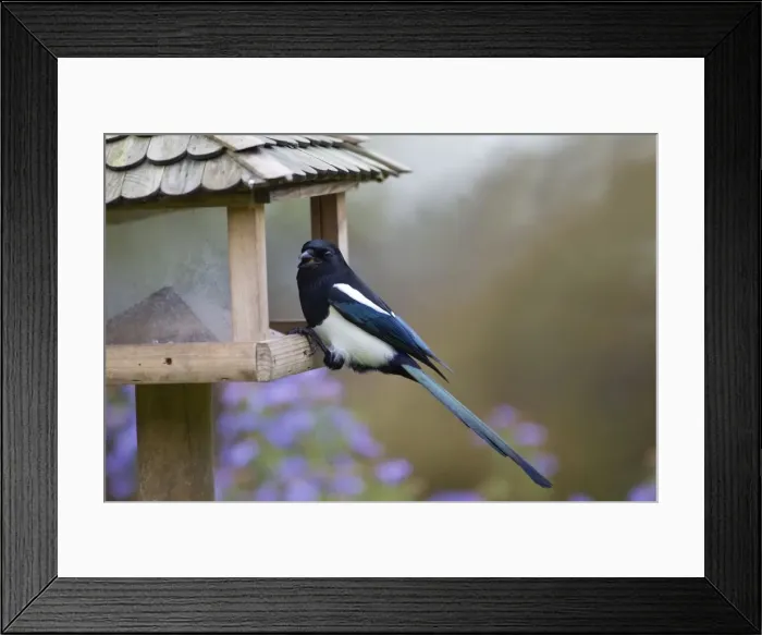 Framed Print : European Magpie - at bird feeding station - Lower Saxony - Germany Framed Print : European Magpie - at bird feeding station - Lower Saxony - Germany