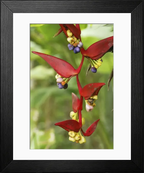 Framed Print : Heliconia Flower Belize Framed Print : Heliconia Flower Belize