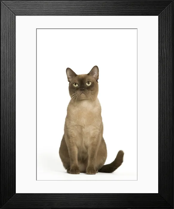 Framed Print : Cat- Burmese Americain chocolate in studio Framed Print : Cat- Burmese Americain chocolate in studio