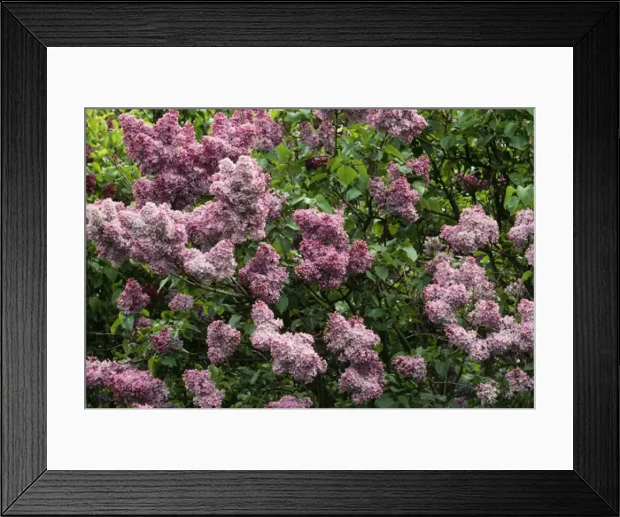 Framed Print : Lilac PPG 1050 Syringa vulgaris © Pascal Goetgheluck / ARDEA LONDON Framed Print : Lilac PPG 1050 Syringa vulgaris © Pascal Goetgheluck / ARDEA LONDON