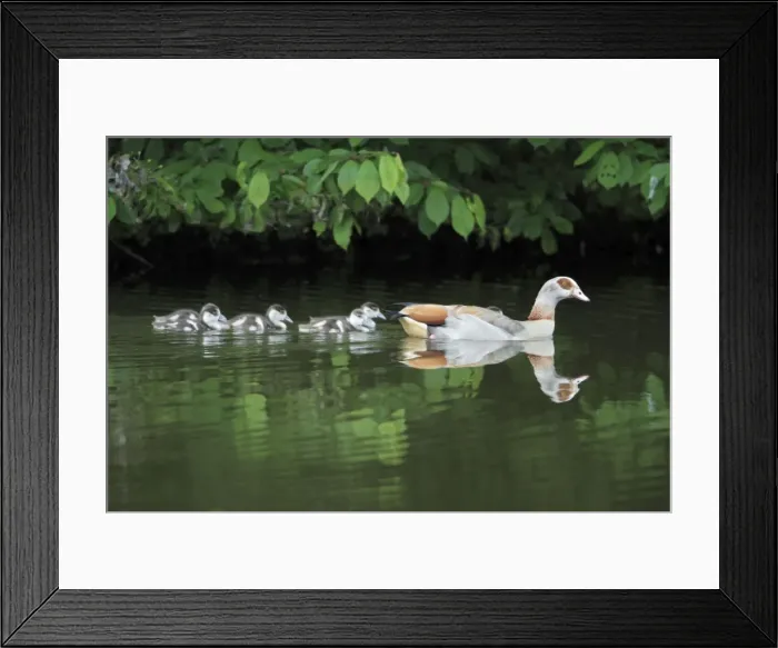 Framed Print : Egyptian Goose - adult with goslings on lake - Hessen - Germany Framed Print : Egyptian Goose - adult with goslings on lake - Hessen - Germany