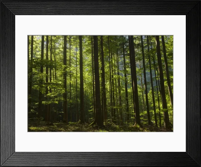 Framed Print : Norway Spruce (Picea abies) and Beech (Fagus sylvatica) forest, Bohinj valley, Triglav National Park, Slovenia Framed Print : Norway Spruce (Picea abies) and Beech (Fagus sylvatica) forest, Bohinj valley, Triglav National Park, Slovenia