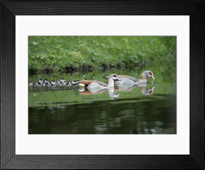 Framed Print : Egyptian Goose - parents with goslings on lake - Hessen - Germany Framed Print : Egyptian Goose - parents with goslings on lake - Hessen - Germany